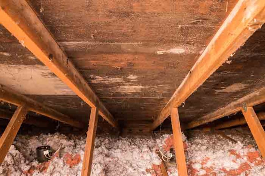 View of an insulated roof featuring wooden beams, highlighting an attic area for mold removal services in Fort Worth, TX.