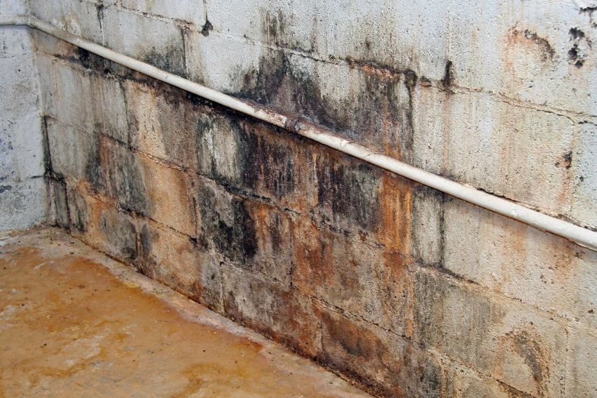 Visible mold on a bathroom wall, illustrating the necessity for mold remediation services in Fort Worth, TX.