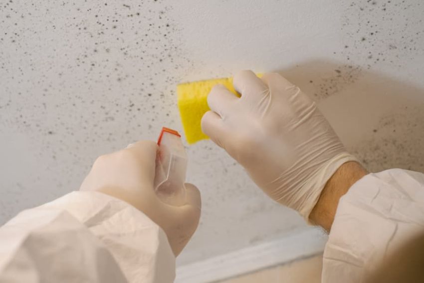 A person in white gloves removes mold from a wall, showcasing a mold removal service based in Fort Worth, TX.