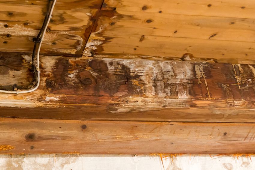 A deteriorating wooden ceiling with rust and peeling paint, emphasizing the importance of mold removal services in Fort Worth, TX.