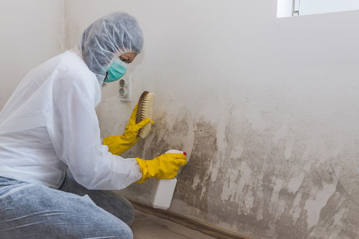 Choosing the Right Mold Remediation