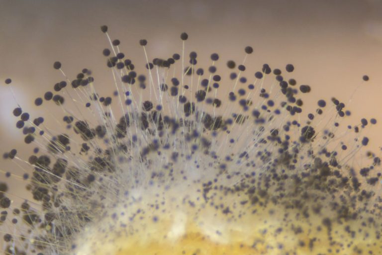 Detailed view of a flower with many tiny black dots, highlighting concerns related to mold spores.